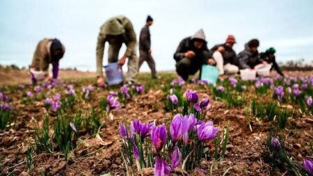از مزرعه تا بازار جهانی.. سفر زعفران ایرانی