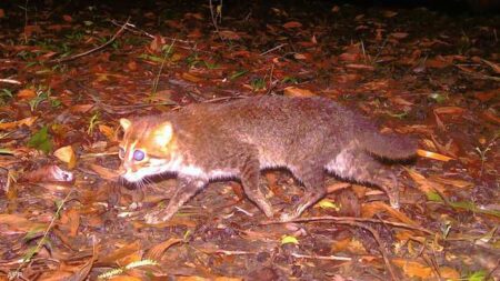 این گربه کجا پنهان شده بود؟ کشف نادر در تایلند این گربه کجا پنهان شده بود؟ کشف نادر در تایلند