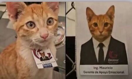 گربه مدیر شد… و تو هنوز کارمندی