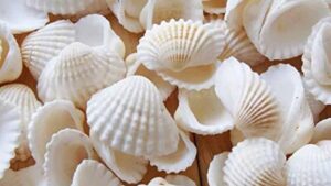 از زباله تا مد؛ جینزی که از صدف دریا ساخته می‌شود