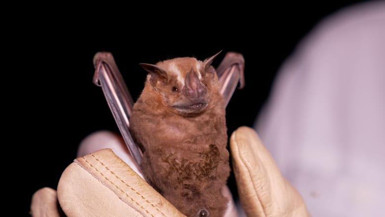 کشف قبری استثنایی در مکزیک؛ رازهایی که زنده مانده‌اند