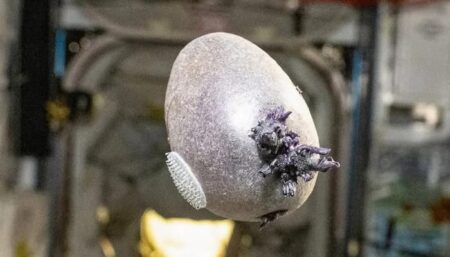 تخم فضایی ناسا واقعاً چیست؟ حقیقت پنهان؟