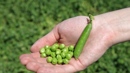 چگونه یک نخود در ریه انسان جوانه زد؟