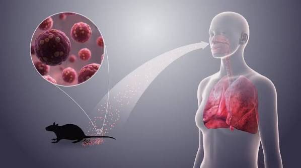 شیوع ویروس هانتا چگونه منتقل می‌شود؟